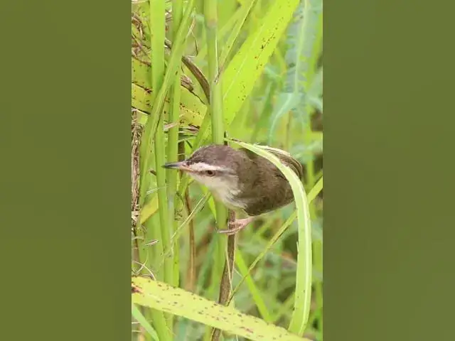 Video thumbnail for Bird Family Breakfast Buffet Adorable Chicks EP#060 #birdslover #birdwatch #wildlife #nature #birds