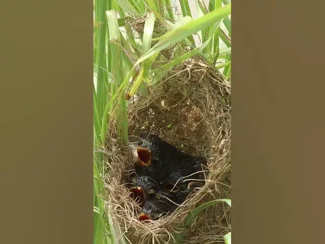 Video thumbnail for Baby wiating feed or eat in nest EP#015#birdslover #birdwatch #wildlife #birdwatching #nature #birds