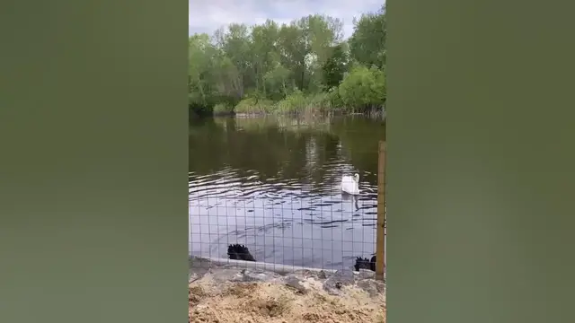 Video thumbnail for Beautiful swans😍😘🥰#shorts