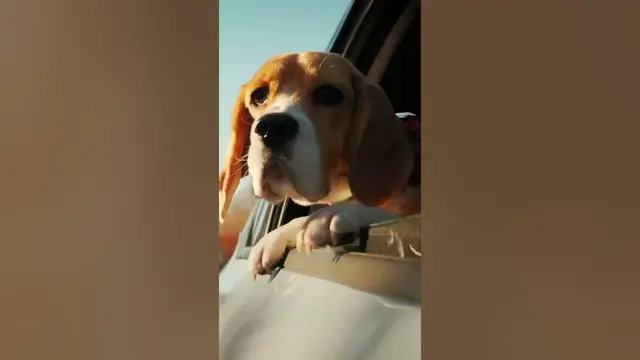 Video thumbnail for Are beagles good in cars? #shorts