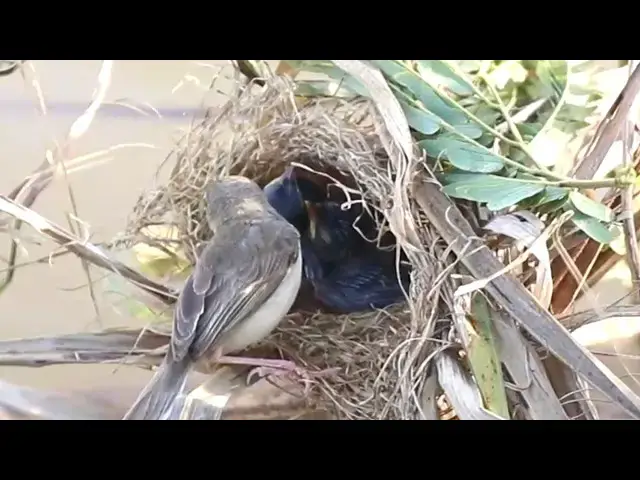 Video thumbnail for Unbelievable! Baby Bird Catches Grasshopper to Feed Nestling  @ViralBirdNest