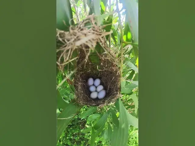 Video thumbnail for The Egg of Golden Bird  #babybird #egg #birdslover #birdsounds #cute #quail #chicken #nature