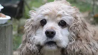 Video thumbnail for 19 Pros and Cons of Owning an American Cocker Spaniel