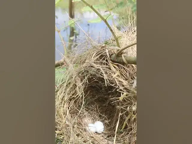 Video thumbnail for #birdspotting #birdslover #birdwatch #wildlife #birdwatching #nature #birdfeeding #birdsounds