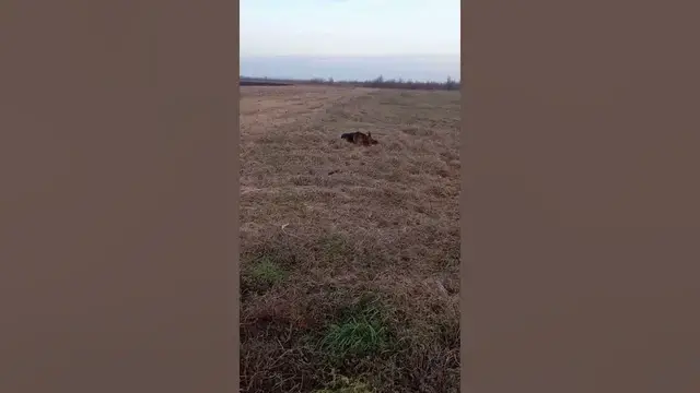 Video thumbnail for German Shepherds can run fast #shorts