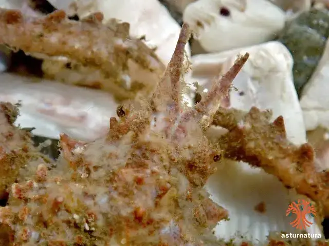 Video thumbnail for Eurynome aspera