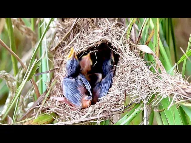 Video thumbnail for The Growing Up Bird: Independent Nest Feeding