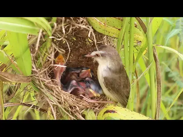 Video thumbnail for Bay's Grown Sparrow Bird: A Fascinating Look into its Nesting Habits