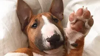 Video thumbnail for 150+ Best English Bull Terrier Dog Names