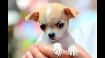 Video thumbnail for Are Chihuahua Good House Dogs?