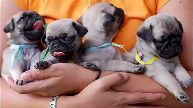 Video thumbnail for 200+ Best Pug Dog Names