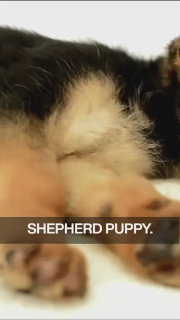'Video thumbnail for german shepherd puppy'