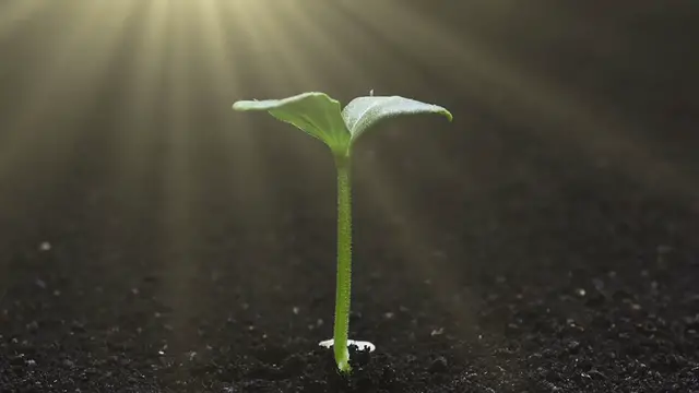 Video thumbnail for How to Store Cilantro for Maximum Freshness