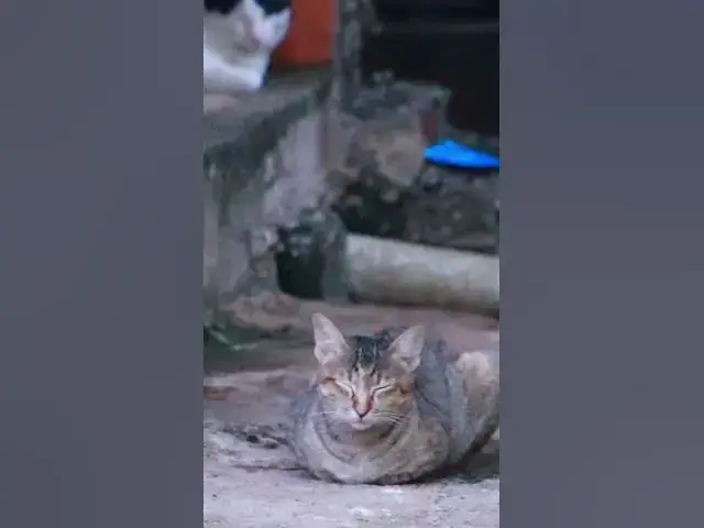 Video thumbnail for Top Cray Cat 21  #animals#Cat #shortcat #cats #allcat #allbabiescat #viralcat