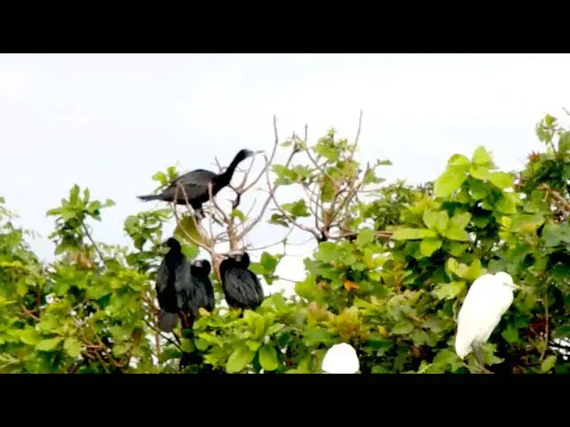 'Video thumbnail for The everning all bird com back finding food eat'