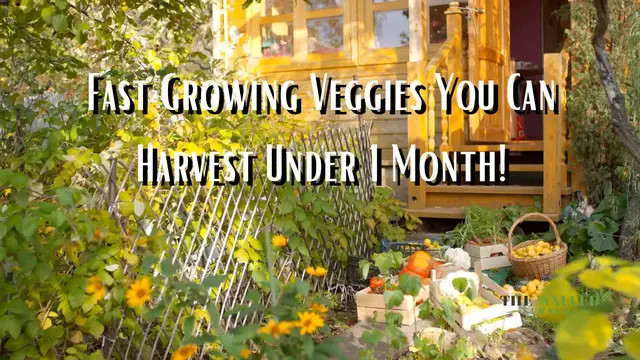 'Video thumbnail for Fastest Growing Veggies: Which Veggie Can You Harvest In 1 Month?'