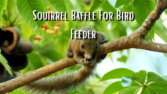 'Video thumbnail for Squirrel Baffle for Bird Feeder: How to Protect Your Bird Feeder?'