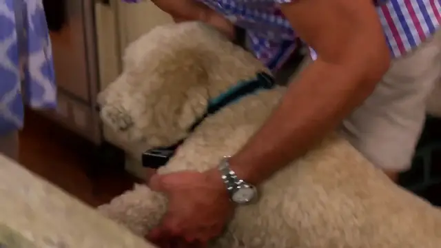 Video thumbnail for 
				 Gus - Peanut Butter Dog Biscuits