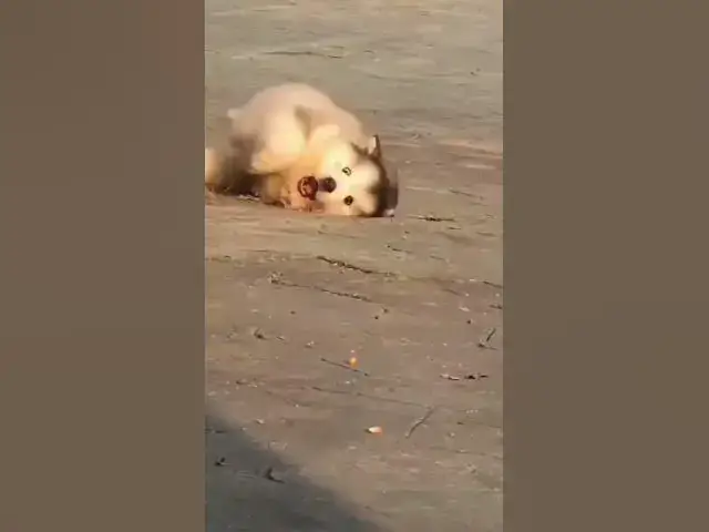 'Video thumbnail for Dog Lover #doglover #shorts'