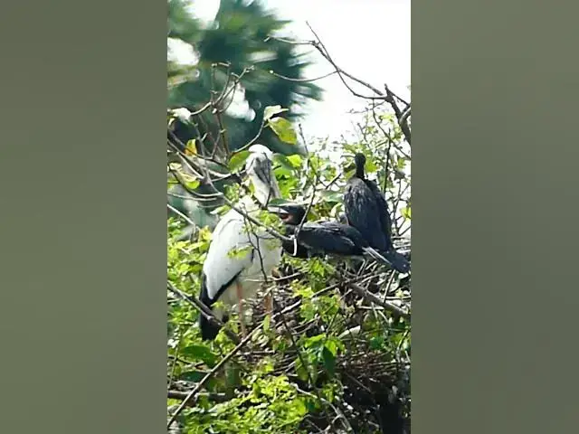 Video thumbnail for Amazing  Nest of Bird Wild  #wildbird #nature #finchbird #birdlist #wildlife #finchbabies #birdspe