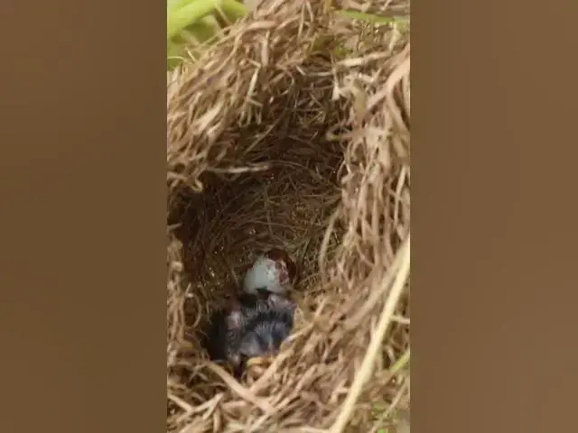 Video thumbnail for Babies Bird Cyies Signle AP#002 #nestegg #egglaying #satisfying #nestling  #birds #baby  #nature