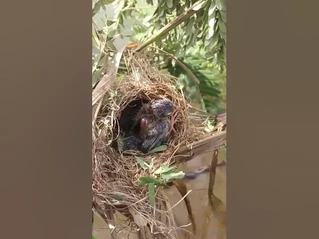 Video thumbnail for Small Babies Bird Cries   #birdwatching #nature #birdparents #birdspotting #birdslover #birdparentin