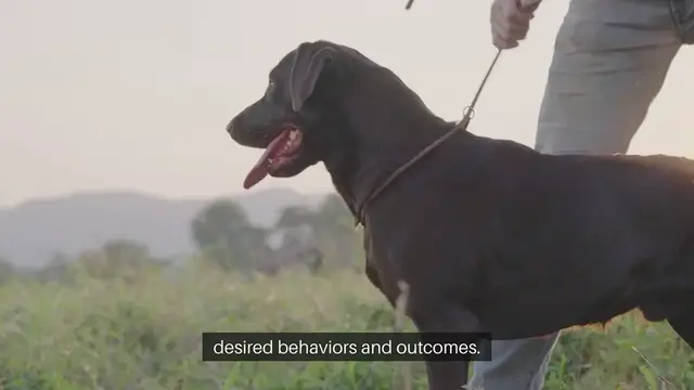 Video thumbnail for Dog Training Philosophy