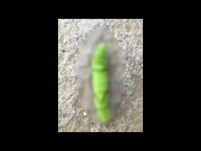 Video thumbnail for 昆虫 これは何のさなぎでしょうか 19秒以内に答えてください