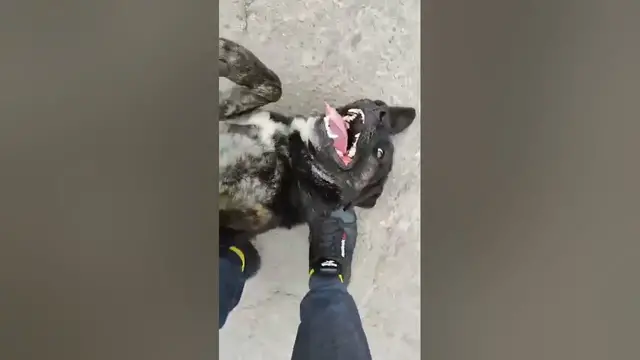 Video thumbnail for "An angry stray dog."🤔🤨😘🤣#shorts