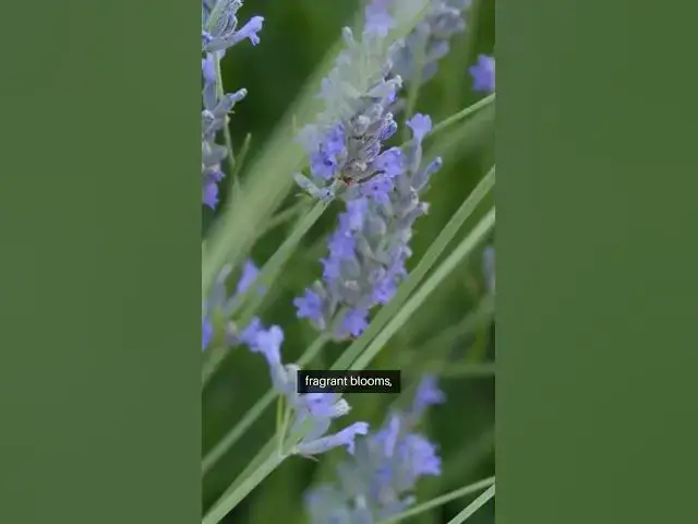 Video thumbnail for Discover the beauty and resilience of perennial plants! 🌿🌸 #GardenEssentials  #Hostas #peonies