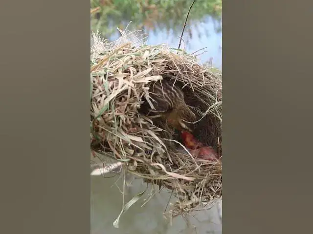 Video thumbnail for Sparrow Golden Bird Feed Baby  #Egg-citing #Ornithology #Nature #Biodiversity #Eggceptional #Eggstra