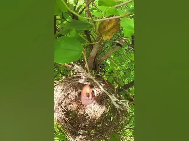 Video thumbnail for #birdslover #birdwatch #wildlife #birdwatching #nature #birdfeeding #birdsound #birdwatch #birdenthu