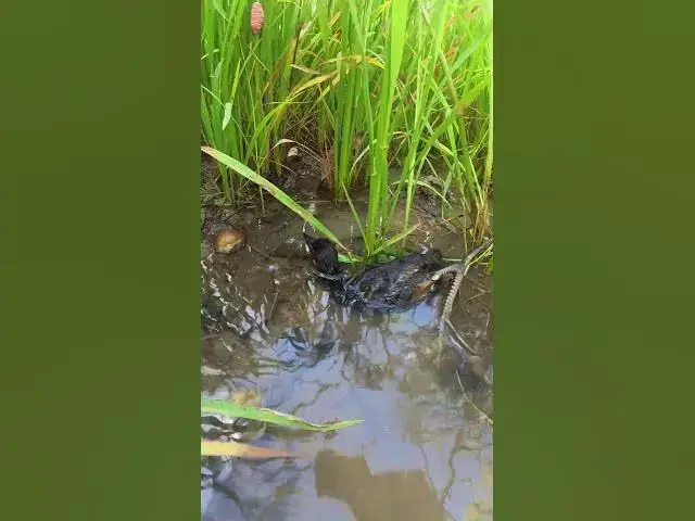 Video thumbnail for White Duck of Forest Life #Ornithology #Nature #Biodiversity #Eggceptional #Eggstraordinary #Eggsplo