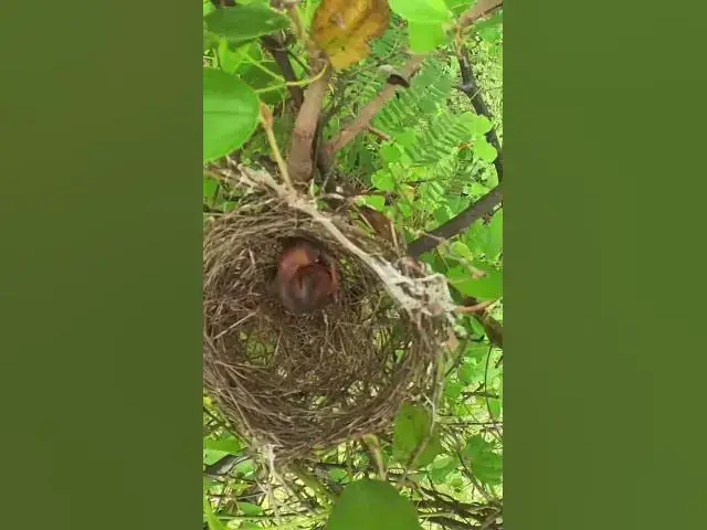 Video thumbnail for #birdslover #birdwatch #wildlife #birdwatching #nature #birdfeeding #birdsound #birds #birdwatch #bi