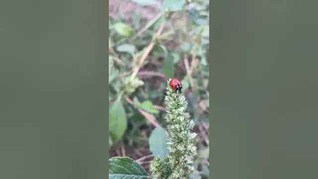 Video thumbnail for Adorable ladybug😍😘🥰#shorts
