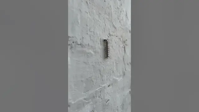 Video thumbnail for Cute caterpillar😍😘🥰#shorts