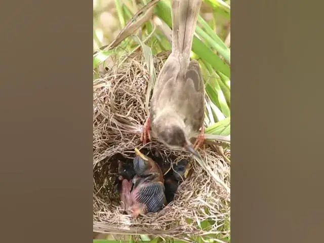 Video thumbnail for Babies Grown Bird Eating Food EP#317 #Babybird #feeding #babybird #shorts ##birds #birdslover #finc