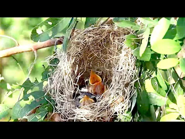 'Video thumbnail for At forest area bird feeding it | On nest mother's feed it'