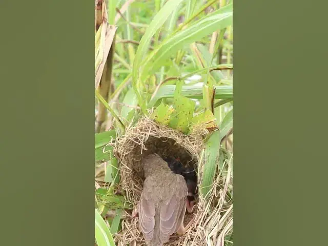 Video thumbnail for Babies Bird Feed  #birdwatching #nature #birdparents #birdspotting #birdslover #birdparenting