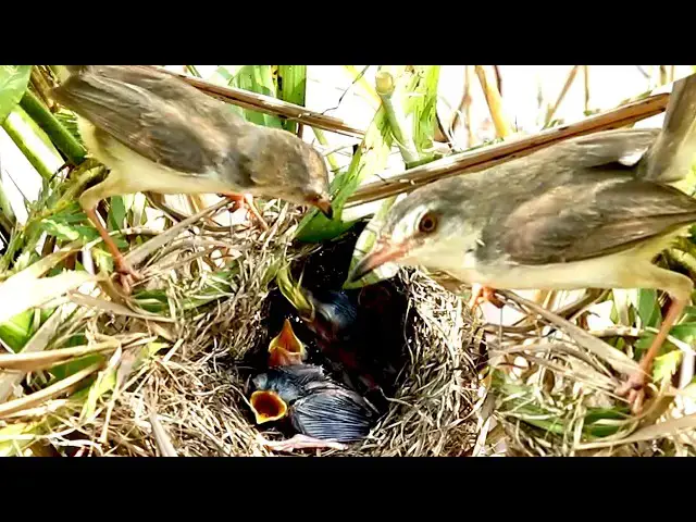 Video thumbnail for Amazing Grown Babies Wild Bird Stay in Nest Waiting Feed & Eat Food in nest  [  @ViralBirdNest  ]