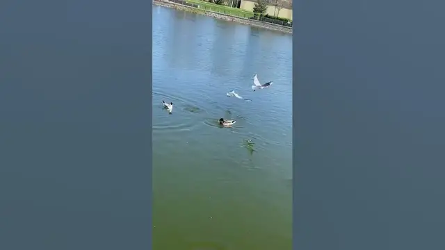 Video thumbnail for River Gulls😘😍🥰#shorts