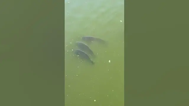 Video thumbnail for Big carps🤔🤨😗#shorts