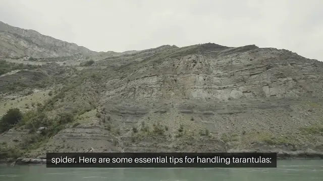 Video thumbnail for Tarantula Handling Advice