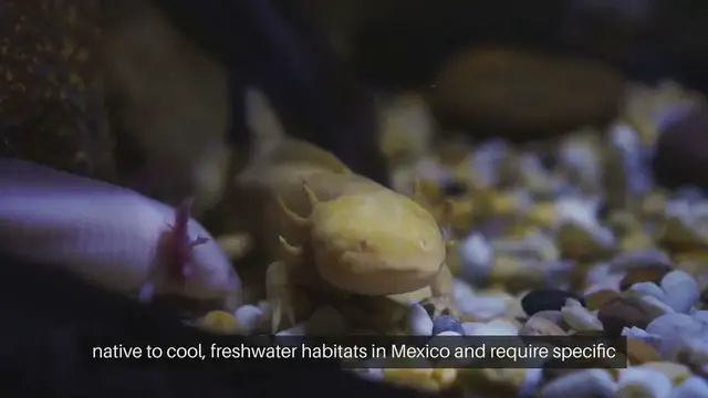 Video thumbnail for Axolotl Tank Temperature