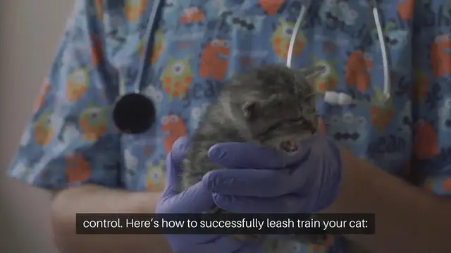 Video thumbnail for Training Cats To Use Leash