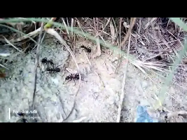Video thumbnail for Formica rufa