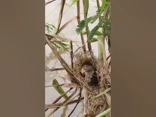 Video thumbnail for very hungry babies birds  #birdparenting #birdwatching #birdslover #birdspotting #trending