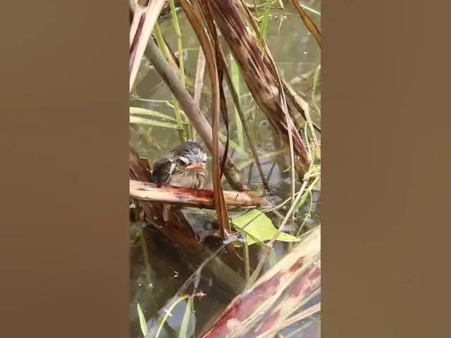 Video thumbnail for [ EP#176 ]  Baby cuckoo bird is trying to eat in nest #shorts #birdslover #birds #birdsounds
