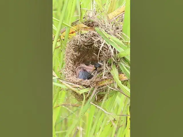 Video thumbnail for Babies Sparrow Grown Bird #AmazingBirdBabies #Cries #Feed #Eat #Nest #BirdNest #BabyBirds #BirdCries