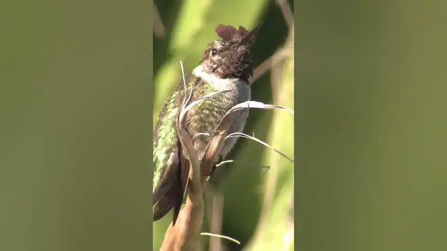 Video thumbnail for Hummingbirds make amazing migration journeys #shorts